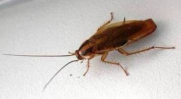 Уничтожение тараканов в Орле: признаки того, что пора вызывать дезслужбу